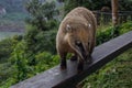 A cute and curious wild animal from the raccoon genus South American coati in the Iguazu Falls National Park in Brazil