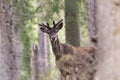 Cute curious wild red deer