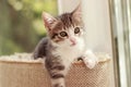 Cute and curious baby cat playing and looking around Royalty Free Stock Photo