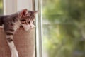 Cute and curious young gray white baby cat playing and looking around Royalty Free Stock Photo