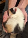 Cute Curled Sleeping Kitten in Hands Royalty Free Stock Photo