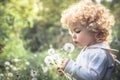 Cute curly child girl looking like dandelion blowing dandelion in summer park in sunny day with sunlight