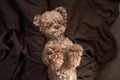 cute curly chocolate poodle. The dog is like a toy. Beautiful pet Royalty Free Stock Photo