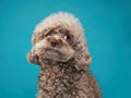 cute curly chocolate poodle. The dog is like a toy. Beautiful pet Royalty Free Stock Photo