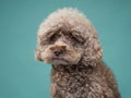 cute curly chocolate poodle. The dog is like a toy. Beautiful pet Royalty Free Stock Photo