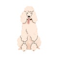 Cute curly dog of Royal Poodle breed. Canine animal, pet portrait, purebred doggy with curled hair, fur. Groomed pup