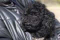 Cute curly puppy toy poodle sits under the pet owner's jacket Royalty Free Stock Photo