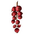 Cute currant branch with red berries Royalty Free Stock Photo