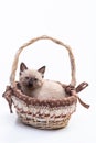 Cute cutie small Siamese kitten with blue eyes sits in a wicker basket. The concept of comfort. Photo for advertising a Royalty Free Stock Photo