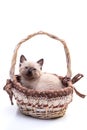 Cute cutie small Siamese kitten with blue eyes sits in a wicker basket. The concept of comfort. Photo for advertising a Royalty Free Stock Photo