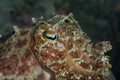 Cute cuttlefish Royalty Free Stock Photo