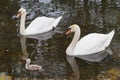 Cute cygnet between swan couple Royalty Free Stock Photo