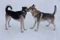 Cute czechoslovak wolfdog puppy and multibred dog are playing on white snow in the winter park. Pet animals Royalty Free Stock Photo