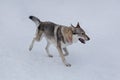 Cute czechoslovak wolfdog puppy is running on white snow in the winter park. Pet animals Royalty Free Stock Photo