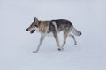 Cute czechoslovak wolfdog puppy is running on a white snow in the winter park. Pet animals. Royalty Free Stock Photo