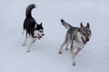 Cute czechoslovak wolfdog puppy and siberian husky puppy with blue eyes are running on a white snow in the winter park Royalty Free Stock Photo