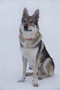 Cute czechoslovak wolfdog puppy is sitting on a white snow in the winter park. Pet animals. Royalty Free Stock Photo