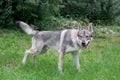 Cute czechoslovak wolfdog is standing on a green meadow. Pet animals