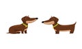 Cute Dachshund Character with Long Body and Collar Sitting and Standing Vector Set
