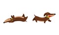 Cute Dachshund Character with Long Body and Collar Walking and Rolling on Its Back Vector Set