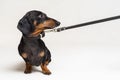 Cute dachshund dog, black and tan, afraid to go for a walk with owner, stretched leash, isolated on gray background Royalty Free Stock Photo