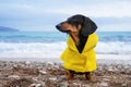 Cute dachshund dog, black and tan, dressed in a yellow rain coat stands in against the background of the sea, waves are raging