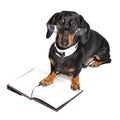 Cute dachshund dog, black and tan, in glasses and on open book, note pad, isolated on white background