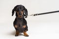 Cute dachshund dog, black and tan, with leather leash, isolated on gray background Royalty Free Stock Photo