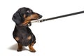 Cute dachshund dog, black and tan, waiting and begging to go for a walk with owner, pull the leash, isolated on white background Royalty Free Stock Photo