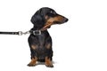 Cute dachshund dog, black and tan, waiting and begging to go for a walk with owner, pull the leash, isolated on white background Royalty Free Stock Photo