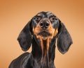 Cute dachshund dog Royalty Free Stock Photo