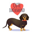 Cute dachshund dog