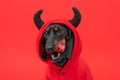 Cute dachshund dog in a devil costume with black horns licks his lips on a red background.