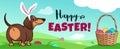 Cute dachshund dog with Easter bunny ears sits in grass, basket full of candy eggs, eggs hidden in grass, vector cartoon