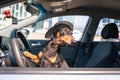 Cute dachshund dog in a funny hat in a car close to the steering wheel. Looking away at the road Royalty Free Stock Photo