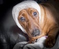 Cute brown injured dachshund dog with white bandage around his h Royalty Free Stock Photo