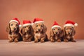 Cute Dachshund dog puppies with red Christmas santa hats on brown background
