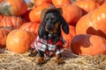 Cute Dachshund dog puppy, dressed in a village check shirt and a cowboy hat, standing nearby a heap a pumpkin harvest at