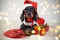 Cute dachshund dog in a Santa hat on the background of a Christmas tree Royalty Free Stock Photo