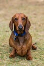 A cute dachshund dog sitting on the grass