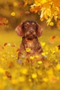 Dachshund dog sitting in autumn meadow