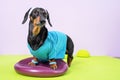 Cute dachshund dog in sports uniform with soft hair band on head to protect face from sweat stand on balance pad and is going to
