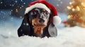 A cute dachshund dog standing chest deep in the snow, looking into the camera, wearing Santa Claus\' hat. Royalty Free Stock Photo