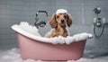 Cute dachshund dog taking a bath with foam.