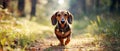 A cute dachshund dog walking on the green grass in a sunny path in a forest in the afternoon sunset with two heart-shaped pendants Royalty Free Stock Photo