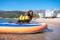 Cute dachshund dog wearing orange life jacket standing on SUP-board as skilled surfer parked on the shore on sunny day Royalty Free Stock Photo