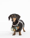 Cute dachshund drowning in bling wears pearls and jewelry isolated on white in the sudio
