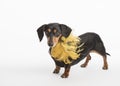 Cute dachshund with gold feathery collar on a white background