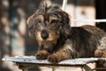 Cute dachshund lying on a old garden chair