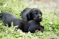 Cute Dachshund puppies lying in the backyard, cuddle and play with newborn siblings, explore, watch and learn the environment,